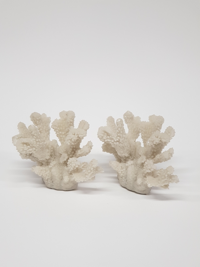 Coral - Duo