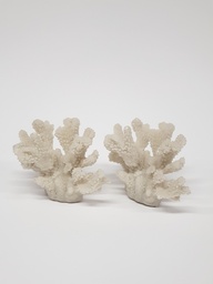 [E74990] Coral - Duo